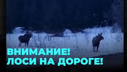 Лоси на дороге: что делать, если наехали на дикое животное