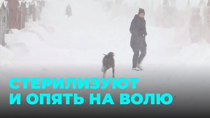 Собачий произвол: почему животные продолжают терроризировать людей?