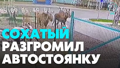 Лоси вышли к людям и устроили хаос в Бердске