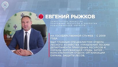 Отдельная тема: лесовосстановление в Новосибирской области