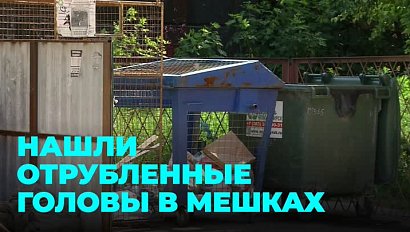 Отрубленные головы: на запах трупного мяса пожаловались жители Новосибирска