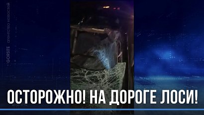 Искорёжило автомобиль после ДТП с лосем