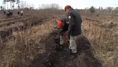 Молодые сосны высаживают в Искитимском районе на месте лесного пожара