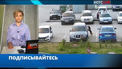 Собака-нападака отгрызает зеркала автомобилей в Новосибирске