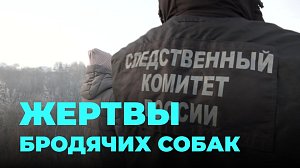 Бродячие собаки терроризируют жителей частного сектора