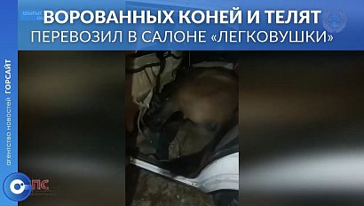 Коней и телят в салоне "легковушки" катал ночами “скотокрад”