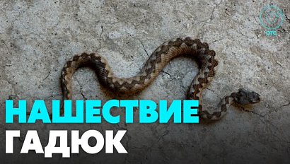 Новосибирцы поймали несколько гадюк