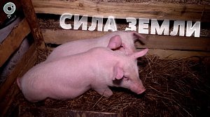 Программа "СИЛА ЗЕМЛИ": 27 марта 2020