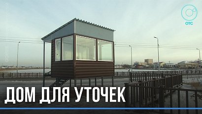 Людям понравилось, савки ещё не видели: в Карасуке благоустроили берег озера, где гнездятся утки