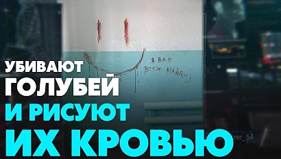 Живодёры разрисовали стены домов кровью голубей | Главные новости дня