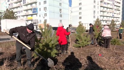 Южно-Чемской микрорайон Новосибирска обзавелся 50 саженцами сибирской сосны