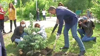 Аллею голубых елей высадили в Ленинском районе Новосибирска