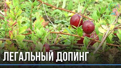 Бодрит и помогает в тренировках: допинг из клюквы придумали в Бердске