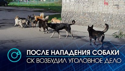 Следователи возбудили уголовное дело после нападения собаки на 5-летнего ребенка в Бердске