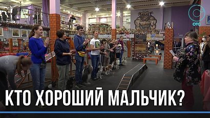 "Весёлые старты" для собак: соревнования для четвероногих спортсменов прошли в Новосибирске