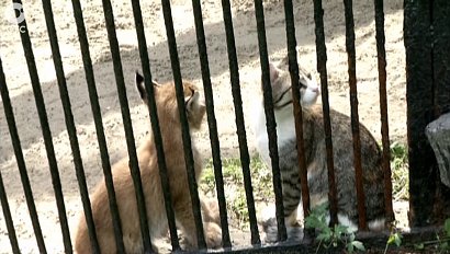 Рысёнка, от которого отказалась мать, взяла на воспитание домашняя кошка