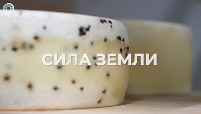 Как в семейных сыроварнях делают лучшие сыры | Программа "СИЛА ЗЕМЛИ" | 22 февраля 2024