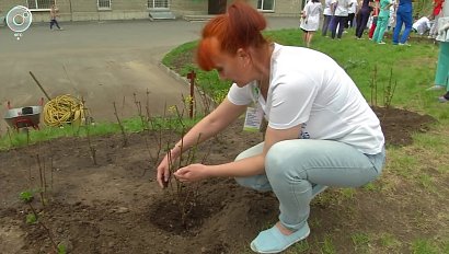 Цветущий сад появится на территории областного перинатального центра