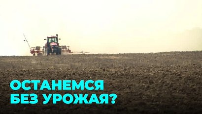 План спасения: аномальная жара грозит сокращением поголовья скота