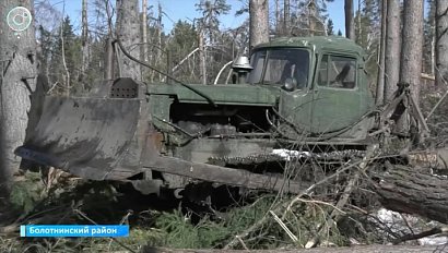 Леса расчищают после прошлогодних ураганов в Болотнинском районе. Чем опасны поваленные деревья?