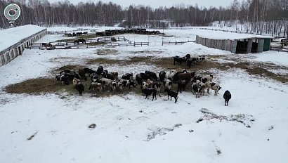 Сохранить и приумножить. Как создавали успешную ферму в умирающей деревне?