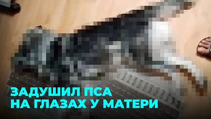 Убийцу пса Байкала поместили в психиатрическую лечебницу