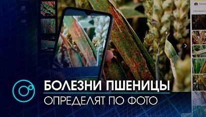 Сэлфи с пшеницей: в НИИ Цитологии СО РАН и генетики создали нейросеть для новосибирских аграриев