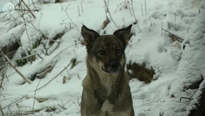 Стая бездомных собак держит в страхе жителей Новосибирска