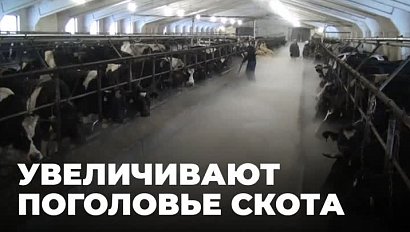 Как в Новосибирской области поднимают животноводство