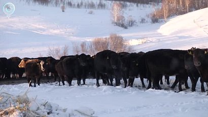 Вакцину-приманку для диких плотоядных раскладывают в Новосибирской области