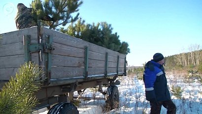 Новогодние деревья начали заготавливать в Новосибирской области