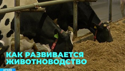 За счёт чего сибиряки обеспечиваются животноводческой продукцией