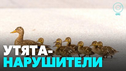 Очень странное нарушение ПДД зафиксировали на проспекте Дзержинского в Новосибирске