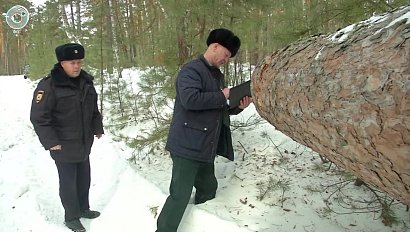 Брошенный грузовик со срубленными деревьями нашли в Ордынском районе. Как накажут чёрных лесорубов?