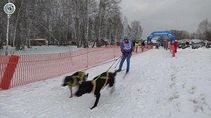 Захватывающие забеги ездовых собак прошли под Новосибирском