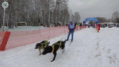 Захватывающие забеги ездовых собак прошли под Новосибирском