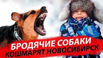 Стаи бродячих собак нападают на жителей Новосибирска | Стрим ОТС LIVE – 7 февраля