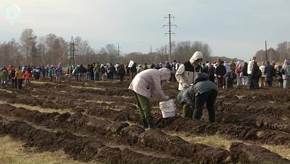 Эковолонтёры посадили пять гектаров леса в Ордынском районе