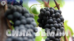 Программа "СИЛА ЗЕМЛИ": 14 августа 2020