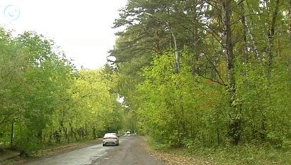 Сохранить и благоустроить городской парк помогут дендрологи. Как изменится "Сосновый бор"?