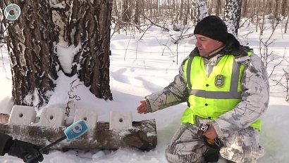 В Новосибирской области посчитают диких животных. Как лесники собираются отслеживать лосей и косуль?