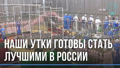 Экологически чистые утки готовы стать лучшими в России