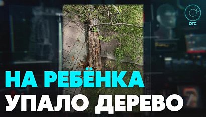 Дерево упало на ребёнка в Новосибирске