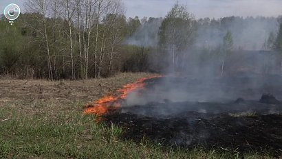 Более трёх тысяч вызовов для пожарных НСО. Как остановить неконтролируемый пал травы?