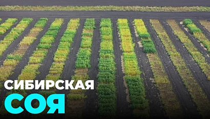 Селекционеры из Краснообска вывели сорт сои для сибирских условий