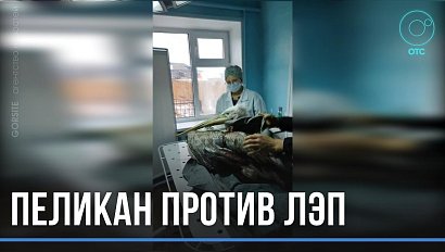 Упал на ЛЭП и замкнул провода. Залётный пеликан оставил без света деревню в Убинском районе