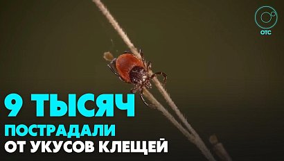 Клещи укусили девять тысяч новосибирцев