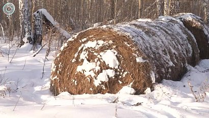 Добровольцы помогут лосям и косулям пережить зиму