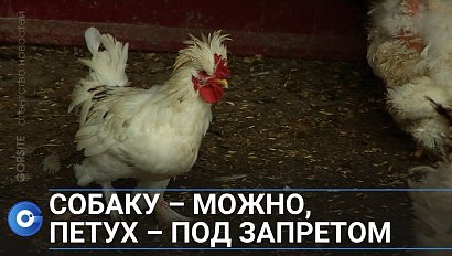 Каких животных могут содержать россияне на своих дачных участках?