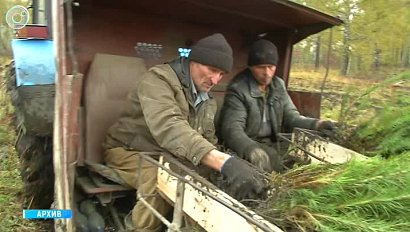 В Новосибирской области высадили больше деревьев, чем планировали. Какие виды будут расти в сибирских лесах?